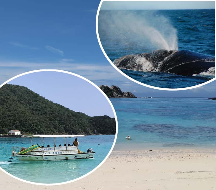 From Naha : Kerama, Tokashiki Island and Whale Watching Tour - Key points to know before you go