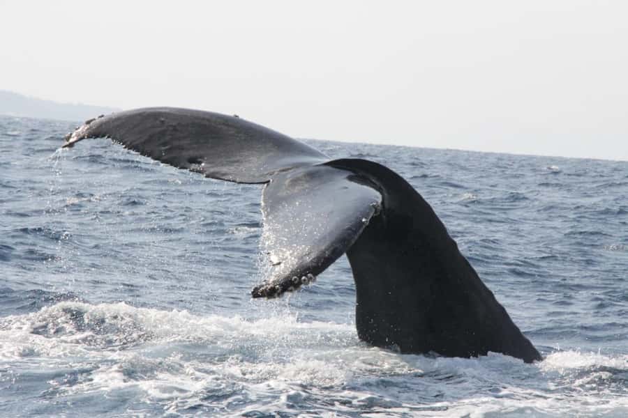 From Naha : Kerama, Tokashiki Island and Whale Watching Tour - Naha to Tokashiki: the boat-and-bus flow that shapes the day