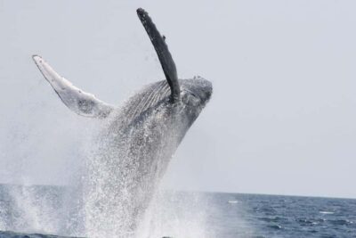 From Naha : Kerama, Tokashiki Island and Whale Watching Tour