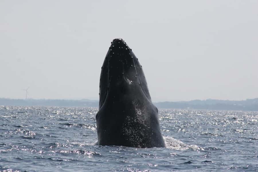 From Naha : Kerama, Tokashiki Island and Whale Watching Tour - FAQ