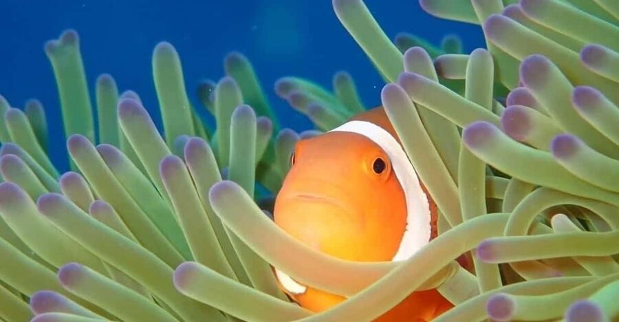 From Naha Scuba Diving Trip in Kerama(for certified divers) - Key reasons this Kerama day trip works so well