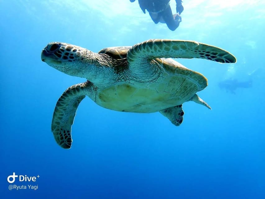 From Naha Scuba Diving Trip in Kerama(for certified divers) - Tips to make your Kerama day go smoothly