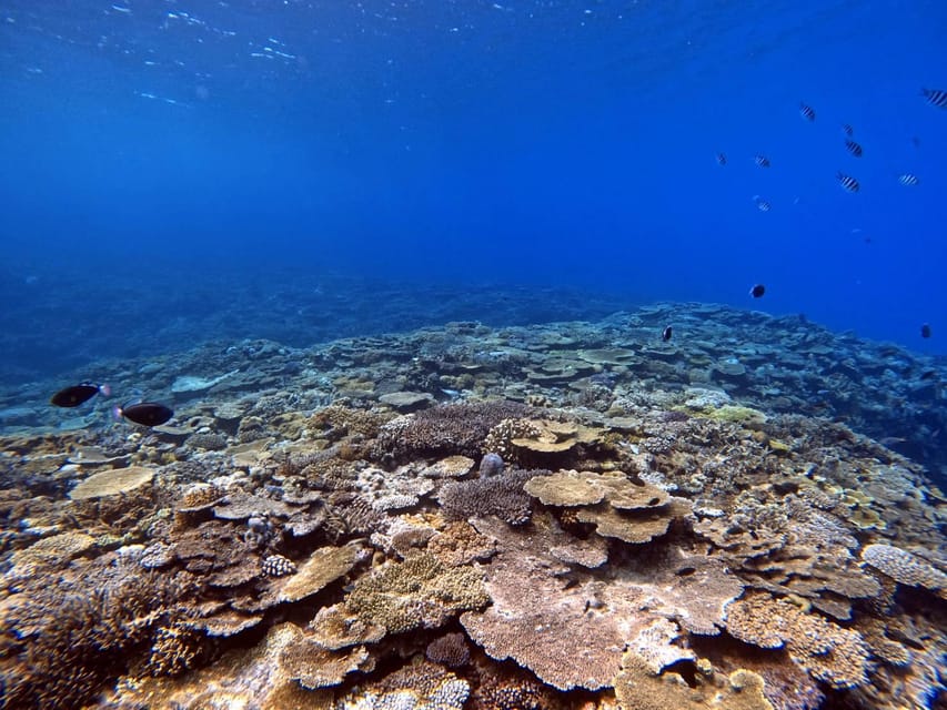 From Naha Scuba Diving Trip in Kerama(for certified divers) - Kerama National Park underwater sessions: what you actually get