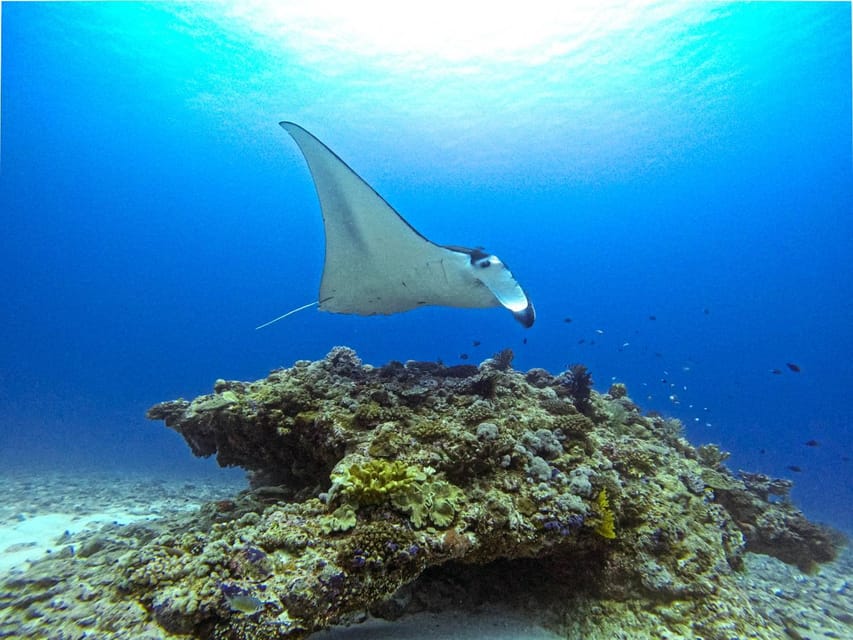 From Naha Scuba Diving Trip in Kerama(for certified divers) - Gear included, wet-suit fit, and what to bring so you feel comfortable