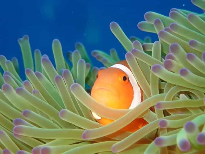 From Naha Scuba Diving Trip in Kerama(for certified divers) - Who should book, and who should skip it