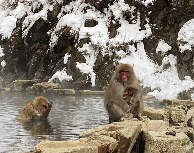 From Nozawa Onsen: Snow Monkeys and Zenko-ji Day Trip & Sake - Zenko-ji temple afternoon: guided meaning plus your own time