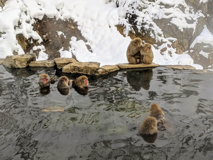 From Nozawa Onsen: Snow Monkeys and Zenko-ji Day Trip & Sake - Monkey etiquette with no barriers: your job is distance and calm