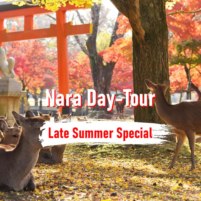 From Osaka: 10-hour Private Customized Tour to Nara - A 10-hour private car that starts exactly where you are