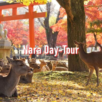 10-hour Private Customized Tour to Nara