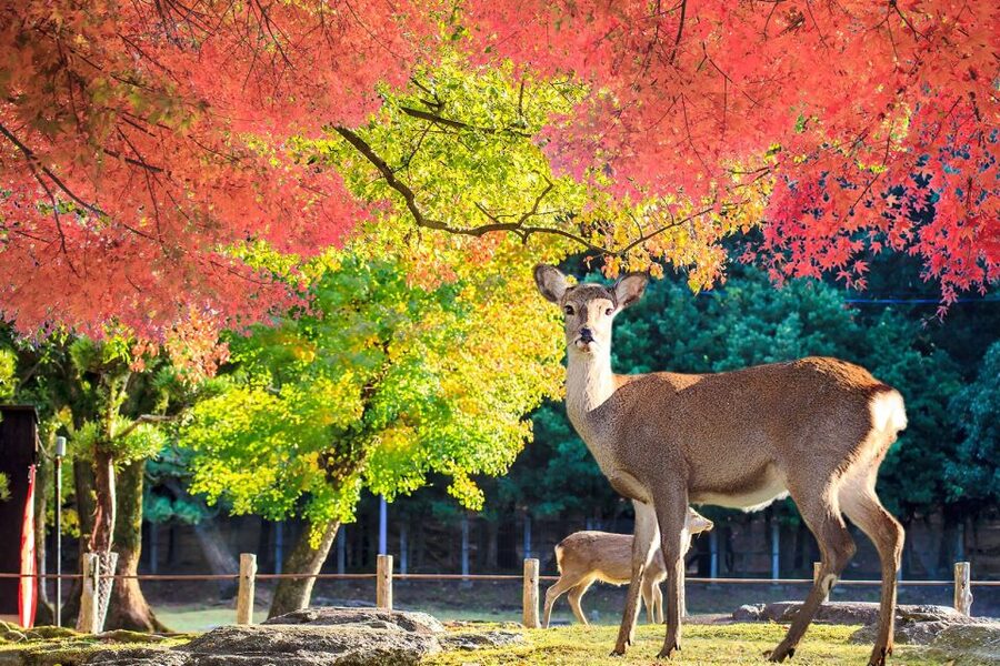 From Osaka: 10-hour Private Customized Tour to Nara - English guide vs driver only: how to avoid a language mismatch