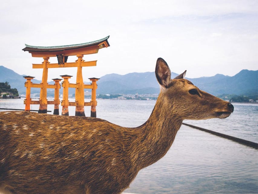 From Osaka/Kyoto: Hiroshima & Miyajima Private Guided Tour - Getting Timing Right: Traffic, Start Times, and a Full-Day Reality