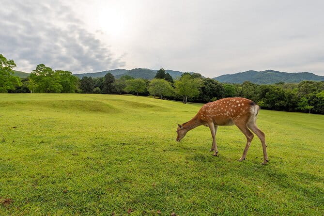 From Osaka/Kyoto: Kyoto & Nara Day Trip with Optional Lunch - Arashiyama Bamboo Forest and the Kyoto side sights in one block