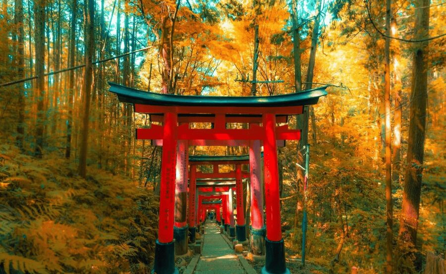 From Osaka/Kyoto: Kyoto & Nara Private Day Trip - Key Things That Make This Day Trip Work