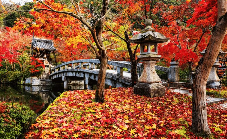 From Osaka/Kyoto: Kyoto & Nara Private Day Trip - Nara Park: Deer Encounters and the UNESCO-Grade Shift in Mood