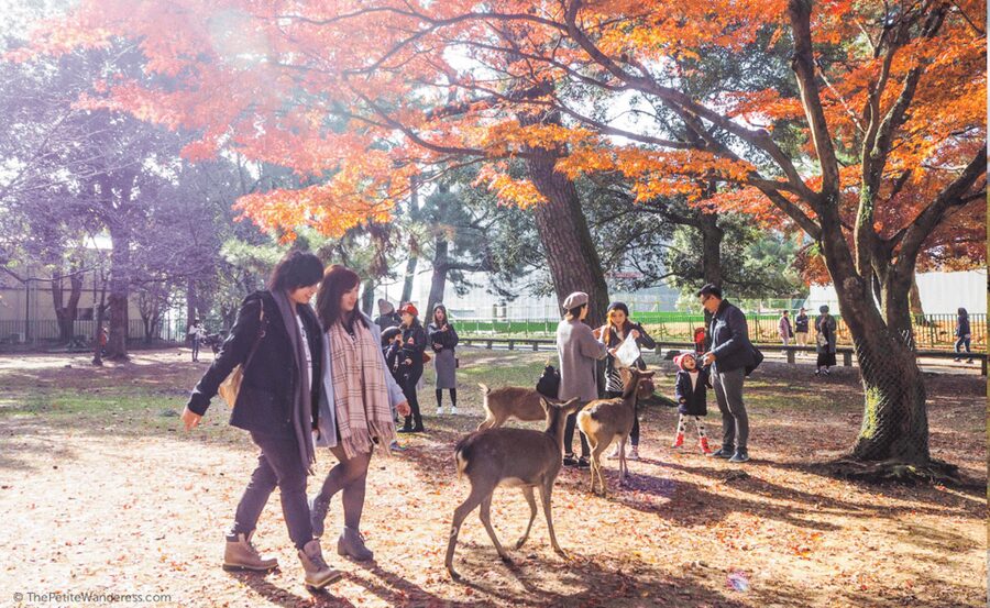 From Osaka/Kyoto: Kyoto & Nara Private Day Trip - Fushimi Inari Taisha: Torii Gates, Fox Statues, and a Real Sense of Place