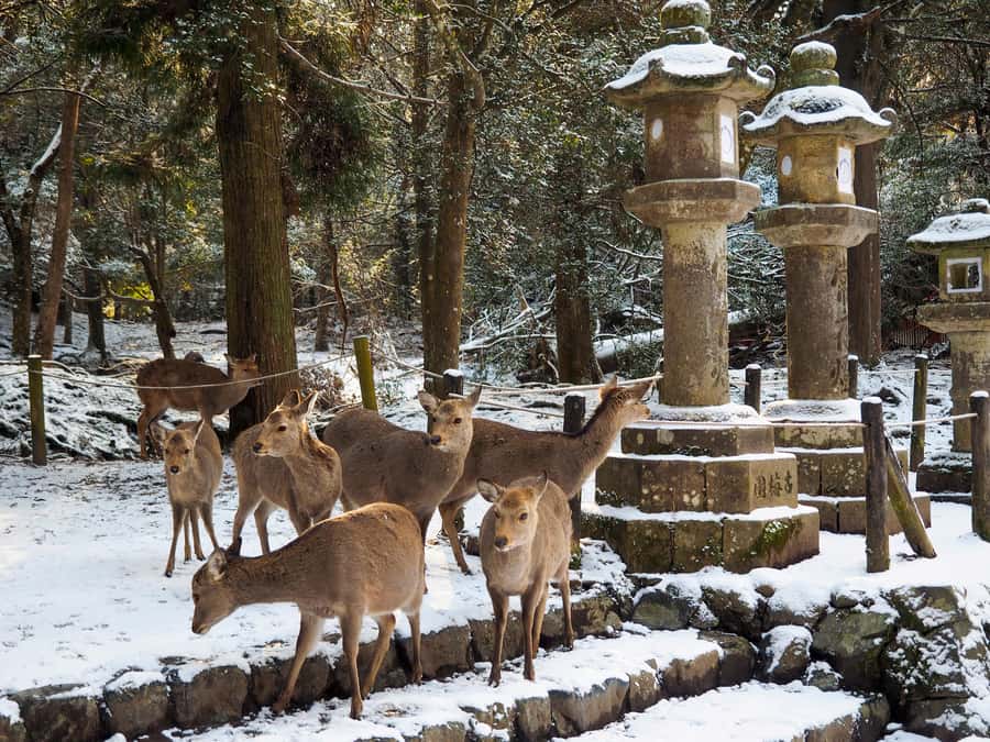 From Osaka: Kyoto & Nara Highlights Day Tour (7 attractions) - Guide quality and group pace, why it can feel private or rushed