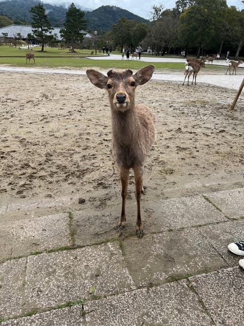From Osaka/Kyoto:Private Kyoto-Nara Day Tour - Why a private Kyoto-Nara day feels less stressful than DIY