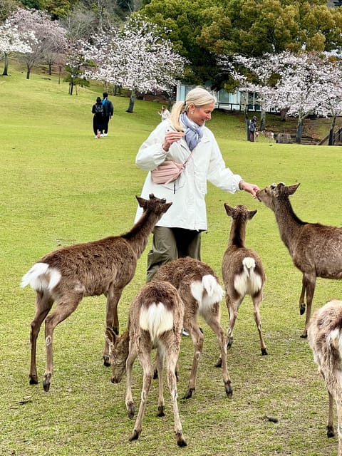 From Osaka/Kyoto:Private Kyoto-Nara Day Tour - Meeting your host, pickup points, and how the day actually runs