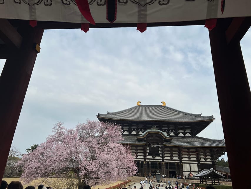 From Osaka/Kyoto:Private Kyoto-Nara Day Tour - Nara Park and deer feeding up close (yes, they approach you)