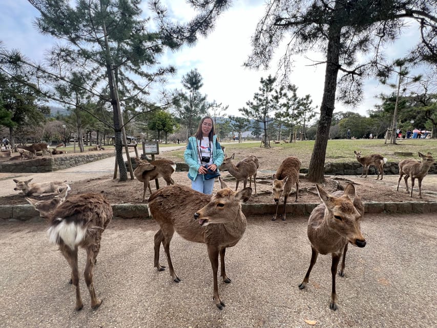 From Osaka/Kyoto:Private Kyoto-Nara Day Tour - Price and value of $597 for up to two people