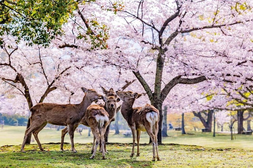 From Osaka: Nara Deer & Kyoto Kiyomizudera Sightseeing Tour - Key Highlights Worth Marking on Your Map
