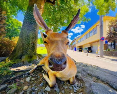 Nara Deer & Kyoto Kiyomizudera Sightseeing Tour