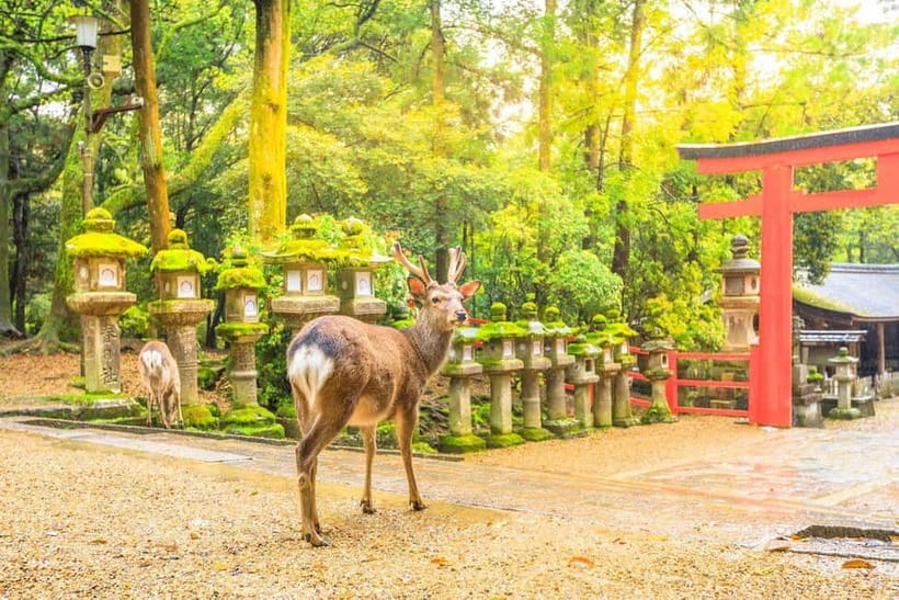 From Osaka: Nara Deer & Kyoto Kiyomizudera Sightseeing Tour - Fushimi Inari Taisha: Quick Torii Gate Time, Maximum Photo Payoff