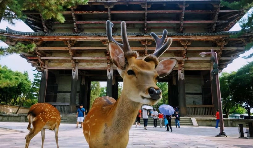 From Osaka: Nara Deer & Kyoto Kiyomizudera Sightseeing Tour - Kiyomizudera: UNESCO Time Allocation Is the Difference Maker