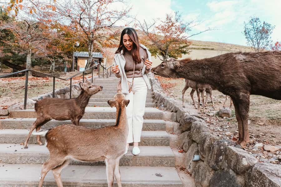 From Osaka: Nara, Kiyomizu-dera & Fushimi Inari Trip - Key Things That Make This Trip Worth It