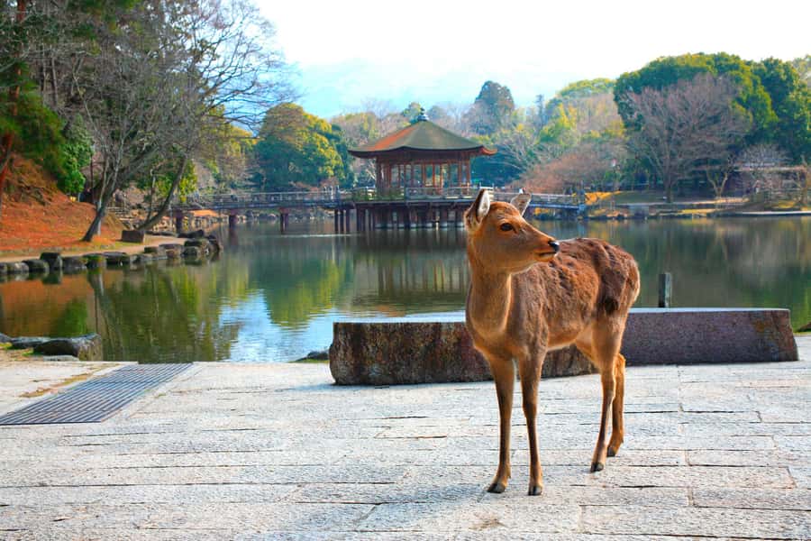 From Osaka: Nara, Kiyomizu-dera & Fushimi Inari Trip - How to Make Nara Feel Like More Than a Quick Stop