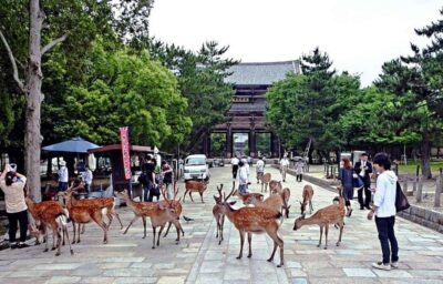 Nara, Kiyomizu-dera & Fushimi Inari Trip