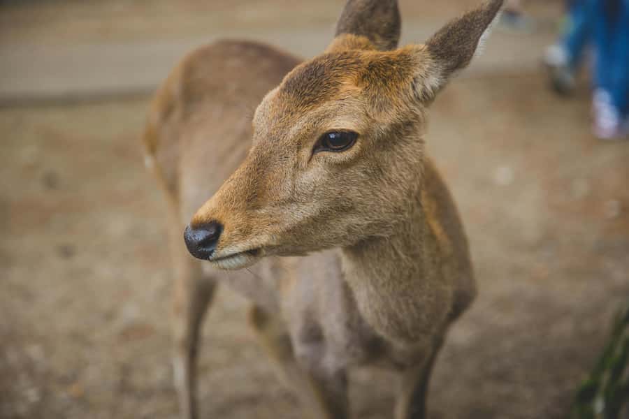 From Osaka: Nara, Kiyomizu-dera & Fushimi Inari Trip - Price and Value: Is $49 a Good Deal for This Day?