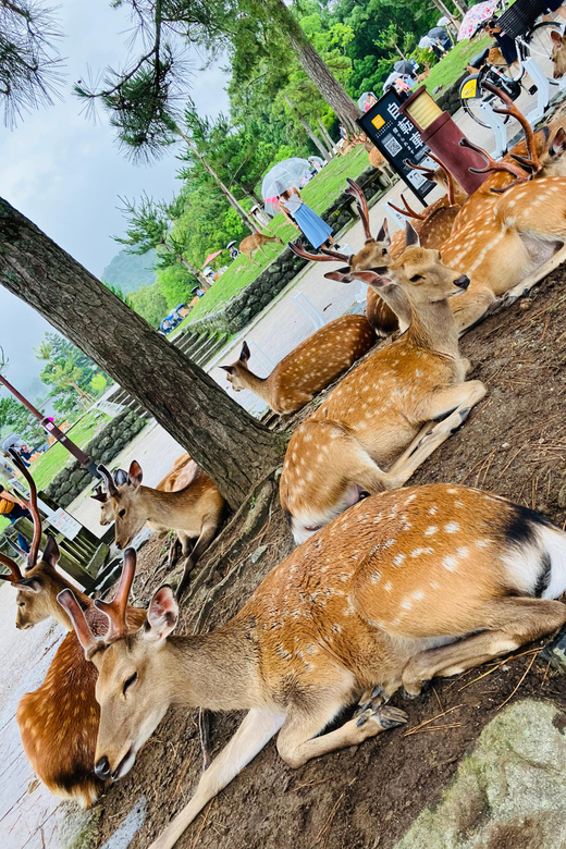 From Osaka: Nara Private Tour with Meet-Up at Your Hotel - Why Nara Works So Well as a Day Trip From Osaka