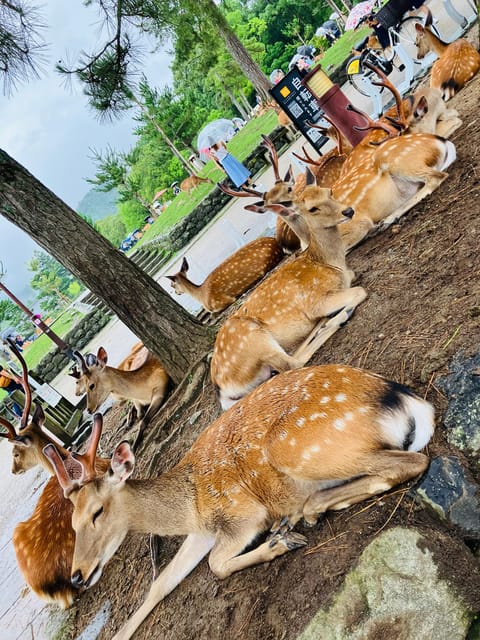 From Osaka: Nara Private Tour with Meet-Up at Your Hotel - Himuro Shrine: A Slower Pause Between Big Stops