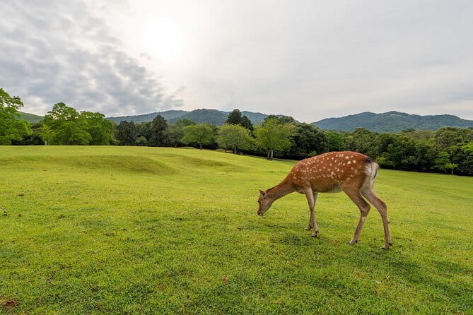 From Osaka or Kyoto: Kyoto and Nara 1-Day Bus Tour - Why this one-day Kyoto and Nara bus loop makes sense