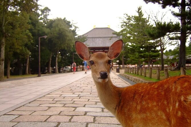 From Osaka or Kyoto: Kyoto and Nara 1-Day Bus Tour - Kinkaku-ji Golden Pavilion: the included ticket moment
