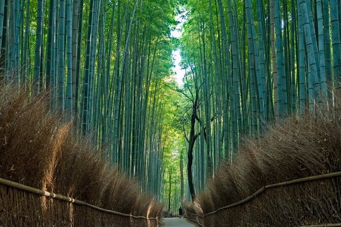 From Osaka or Kyoto: Kyoto and Nara 1-Day Bus Tour - Price and what you actually get for $64.33