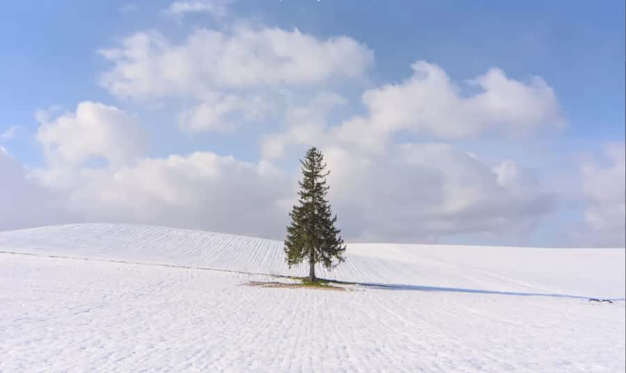 From Sapporo: Biei, Furano or Asahikawa Private Day Tour - Biei and Furano highlights: Patchwork Road style stops