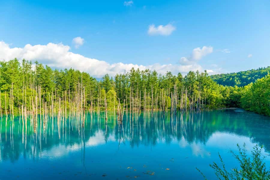 From Sapporo: Biei, Furano or Asahikawa Private Day Tour - Blue Pond: a photo stop that’s better when you control the timing