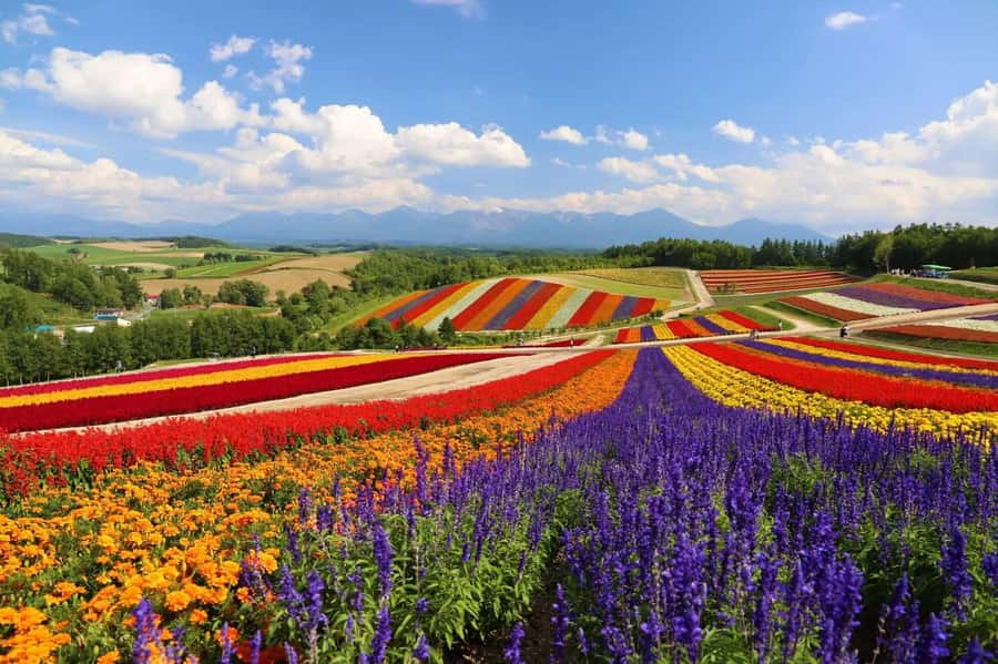 From Sapporo: Biei, Furano or Asahikawa Private Day Tour - Asahikawa options and Roller Coaster Road