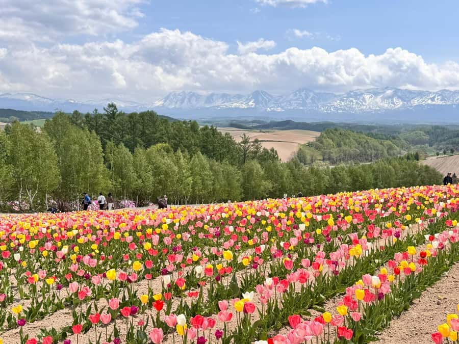 From Sapporo: Biei, Furano or Asahikawa Private Day Tour - Price and value: $599 per group up to 5, what that buys you