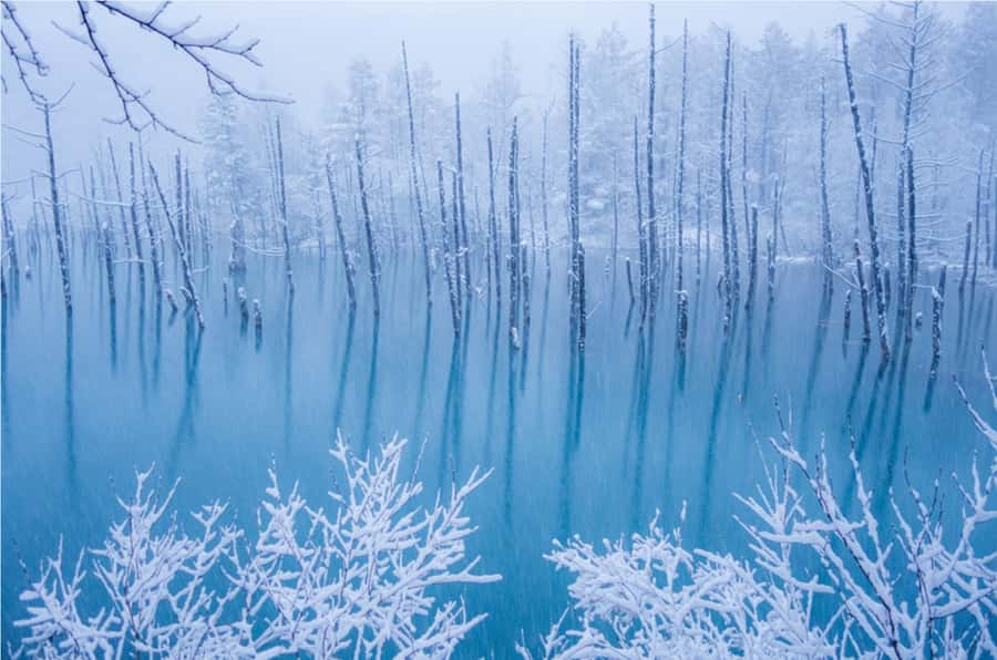 From Sapporo: Biei, Furano or Asahikawa Private Day Tour - How the day actually runs: pickup, driving, then self-guided time