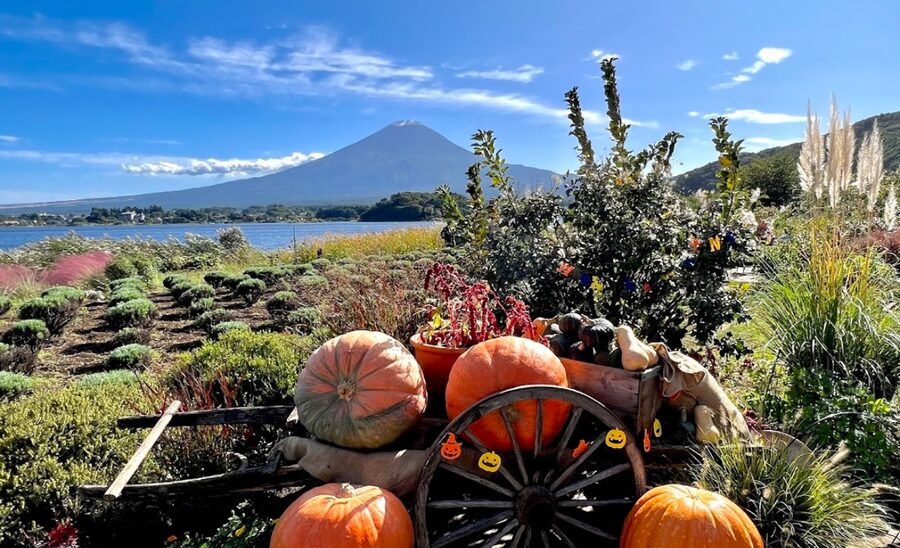 From Tokyo: Mount Fuji Customizable Sightseeing Tour - Timing tips that matter more than you’d think