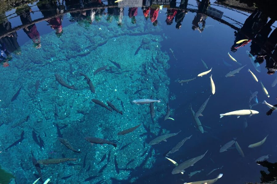 From Tokyo: Mt. Fuji And Hakone Private Sightseeing Day Trip - Should You Book This Mt. Fuji and Hakone Private Day Trip?