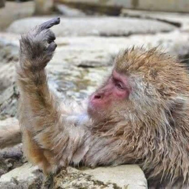 From Tokyo/Nagano: Luxury Snow Monkey Private Full-Day Tour - Key Things That Make This Tour Worth Your Time