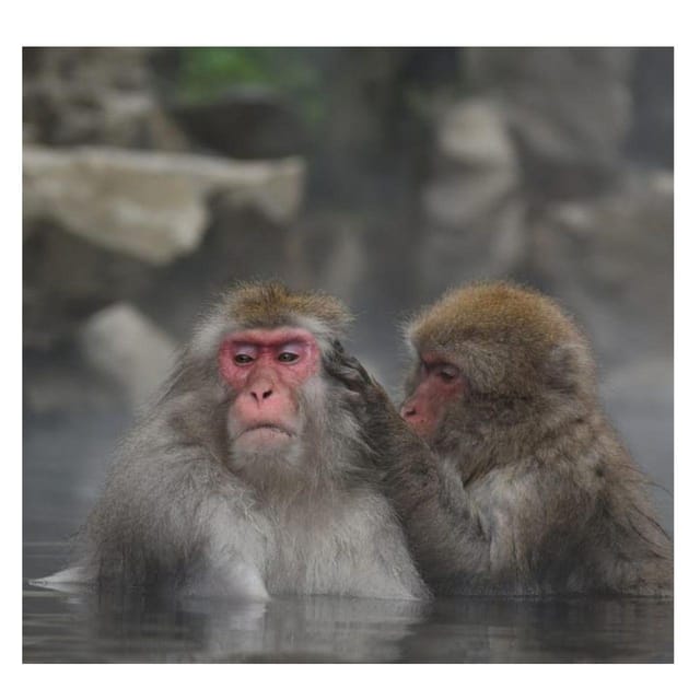 From Tokyo/Nagano: Luxury Snow Monkey Private Full-Day Tour - What to Bring for Snow, Mud, and Long Walking