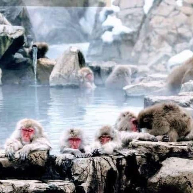 From Tokyo/Nagano: Luxury Snow Monkey Private Full-Day Tour - Stop 1 in Jigokudani: Watching Wild Snow Monkeys Like You Are There