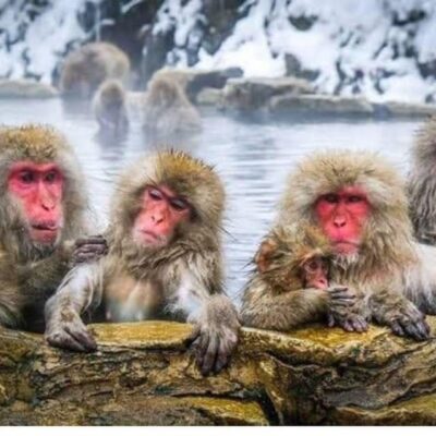 From Tokyo/Nagano: Luxury Snow Monkey Private Full-Day Tour