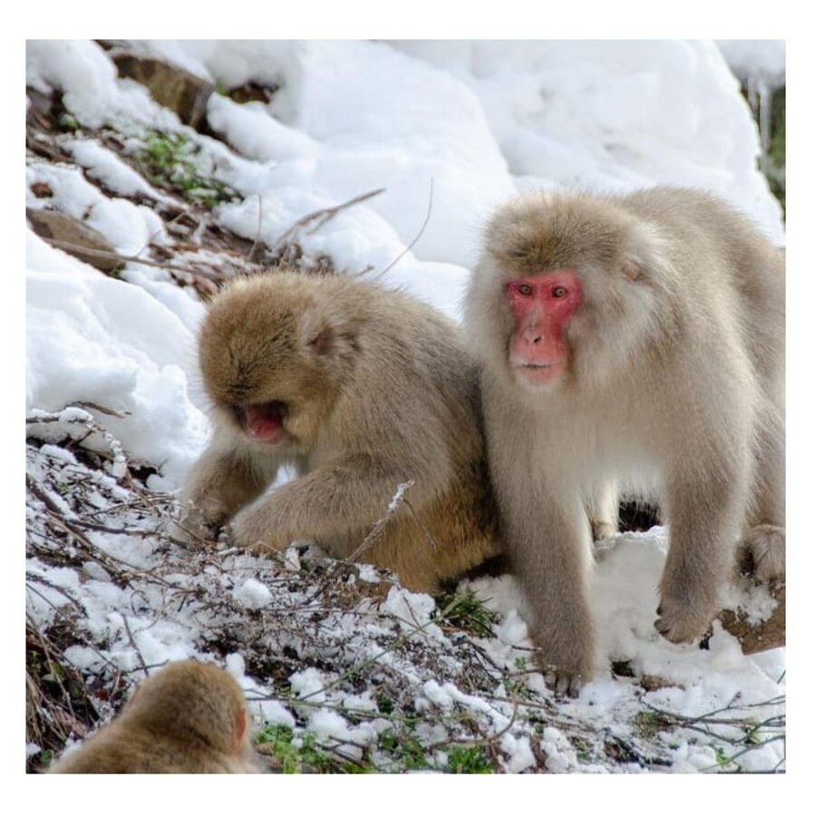From Tokyo/Nagano: Luxury Snow Monkey Private Full-Day Tour - Zenko-ji Temple: Ancient Calm After the Monkey Chaos