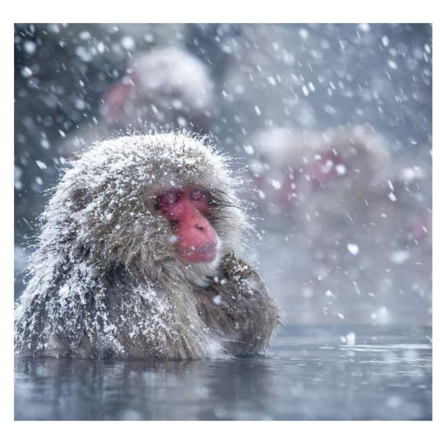 From Tokyo/Nagano: Luxury Snow Monkey Private Full-Day Tour - Optional Stops That Let You Customize a 7-Plus Stop Nagano Day